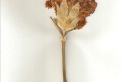 048.1983-04-02-VSOE-Basingstoke-to-Paignton-and-return.-48-