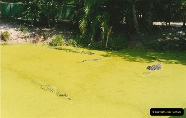1991-07-21-Gator-Jungle-Plant-City-Florida.-5082