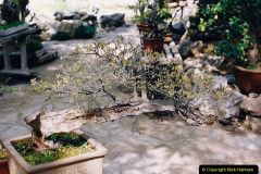 541.China-1993-April.-16A-Bonsai-Garden-in-Nanjing.-6