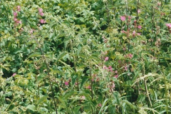 08471997-06-07-The-South-Wales-Maine-Line-East-of-Newport.-330847