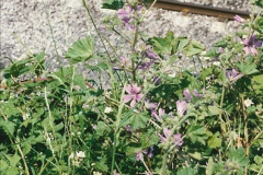 08491997-06-07-The-South-Wales-Maine-Line-East-of-Newport.-350849