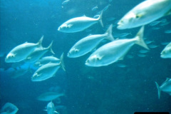 0835.1998-October-Central-South-Africa.-835-Cape-Town-The-Water-Front.-Aquarium.-