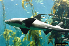 0838.1998-October-Central-South-Africa.-838-Cape-Town-The-Water-Front.-Aquarium.-