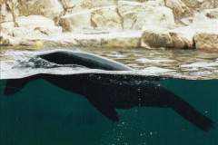 0841.1998-October-Central-South-Africa.-841-Cape-Town-The-Water-Front.-Aquarium.-