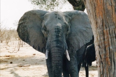 0974.1998-October-Central-South-Africa.-974-Game-Tour-in-Botswana-at-Chobe-over-the-weekend.-