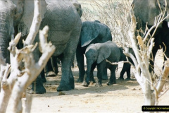 1002.1998-October-Central-South-Africa.-1002-Game-Tour-in-Botswana-at-Chobe-over-the-weekend.-