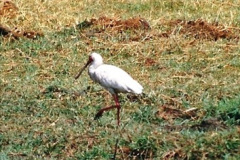 1051.1998-October-Central-South-Africa.-1051-Game-Tour-in-Botswana-at-Chobe-over-the-weekend.-
