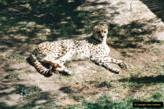 0387.1998-October-Central-South-Africa.-387-Oudtshoorn-and-area.-Wildlife-Ranc.-