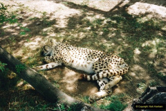 0396.1998-October-Central-South-Africa.-396-Oudtshoorn-and-area.-Wildlife-Ranc.-