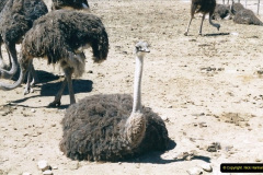 0401.1998-October-Central-South-Africa.-401-Oudtshoorn-and-area.-Ostrich-Farm.-