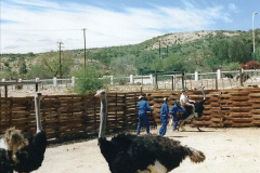 0409.1998-October-Central-South-Africa.-409-Oudtshoorn-and-area.-Ostrich-Farm.-