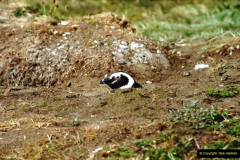 252.2002-2003-South-America-Falkland-Islands.-252-Punta-Arenas-Chile.-