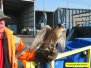 2008 February 18 Pest control at Poole Council waste tip