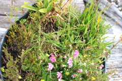 462.2008-07-13-to-19-Southern-Eire-Coach-Tour-of-Narrow-Gauge-Railways.-462-