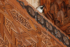 326.2008-05-03-to-17-Ocean-Majasty-Cruise.-Baleric-Islands-Spain-Portugal.-326-Granada.-