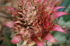 218.2009-04-27-ARM-Visits-Cornwall.-218-