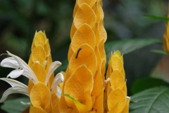 241.2009-04-27-ARM-Visits-Cornwall.-241-