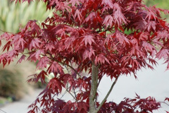 349.2009-04-27-ARM-Visits-Cornwall.-349-