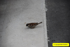 108.2019-07-06-to-19-Baltic-Cruise.-108-Tallin-Estonia.-