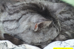 008.2010-07-07-CLEO-CLEO-CLEO.-8-