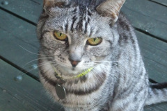 021.2010-07-07-CLEO-CLEO-CLEO.-21-