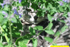 028.2010-07-07-CLEO-CLEO-CLEO.-28-