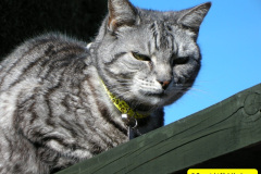 062.2010-07-07-CLEO-CLEO-CLEO.-62-