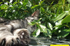 077.2010-07-07-CLEO-CLEO-CLEO.-77-