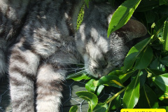 081.2010-07-07-CLEO-CLEO-CLEO.-81-