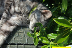 092.2010-07-07-CLEO-CLEO-CLEO.-92-