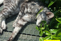 093.2010-07-07-CLEO-CLEO-CLEO.-93-