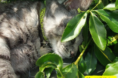 095.2010-07-07-CLEO-CLEO-CLEO.-95-
