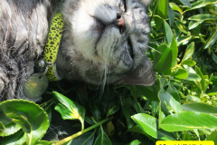 099.2010-07-07-CLEO-CLEO-CLEO.-99-