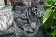 107.2010-07-07-CLEO-CLEO-CLEO.-107-