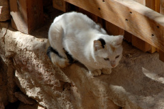 069.2011-11-11-Sharm-El-Sheikh-St.-Catherines-Monastery.-69-
