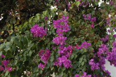 021.2011-11-03-Cyprus.-21-