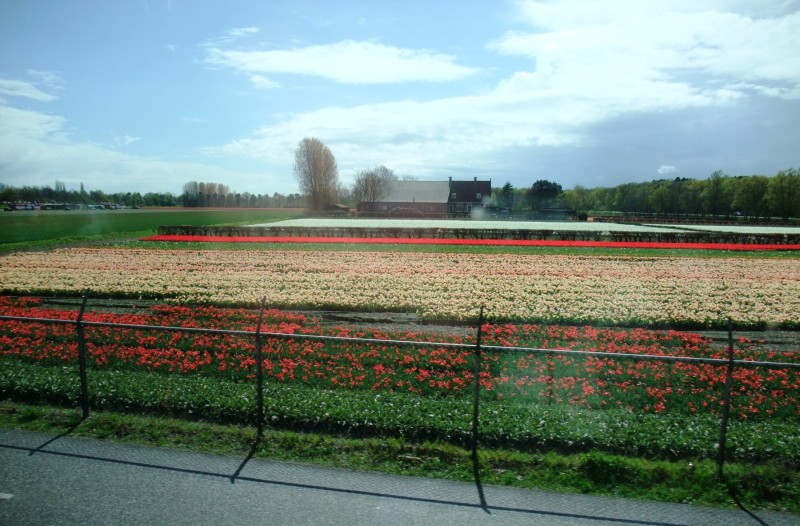 26-April-2012-Keukenhof-Gardens-Holland.-11