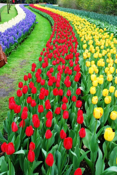 26-April-2012-Keukenhof-Gardens-Holland.-142