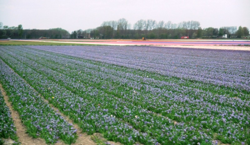 26-April-2012-Keukenhof-Gardens-Holland.-15