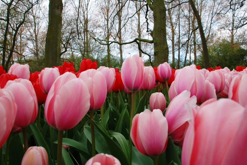 26-April-2012-Keukenhof-Gardens-Holland.-151