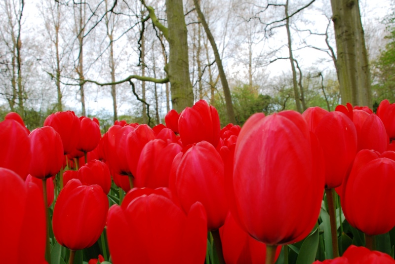 26-April-2012-Keukenhof-Gardens-Holland.-152