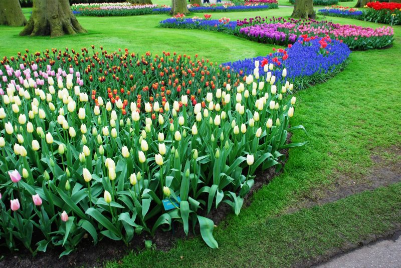 26-April-2012-Keukenhof-Gardens-Holland.-154
