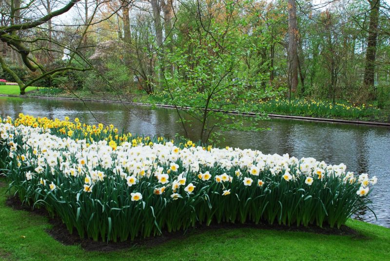 26-April-2012-Keukenhof-Gardens-Holland.-155