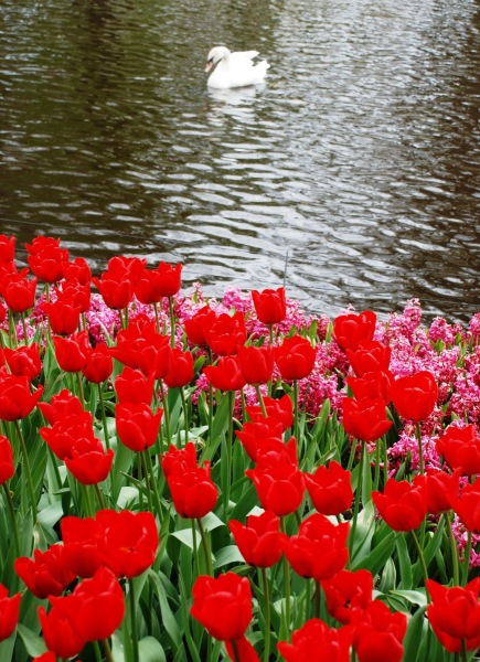 26-April-2012-Keukenhof-Gardens-Holland.-160