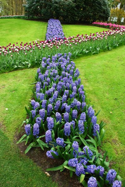 26-April-2012-Keukenhof-Gardens-Holland.-166