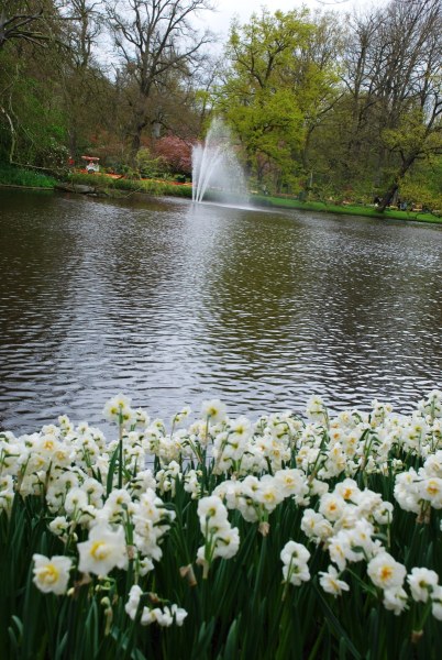 26-April-2012-Keukenhof-Gardens-Holland.-167