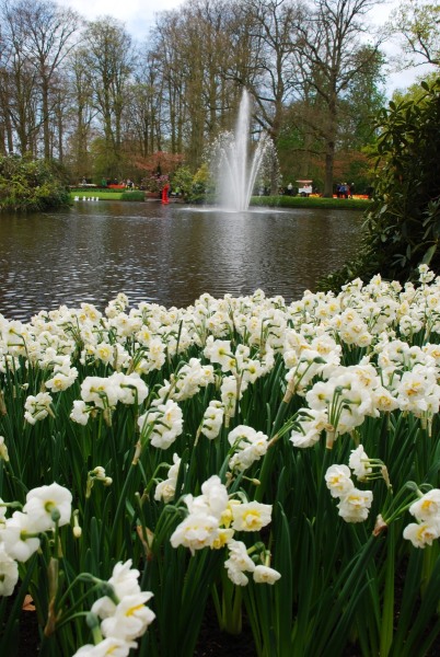 26-April-2012-Keukenhof-Gardens-Holland.-171