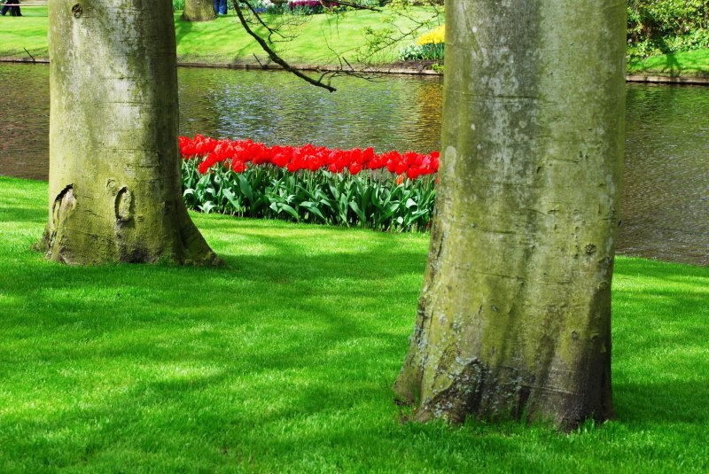 26-April-2012-Keukenhof-Gardens-Holland.-177