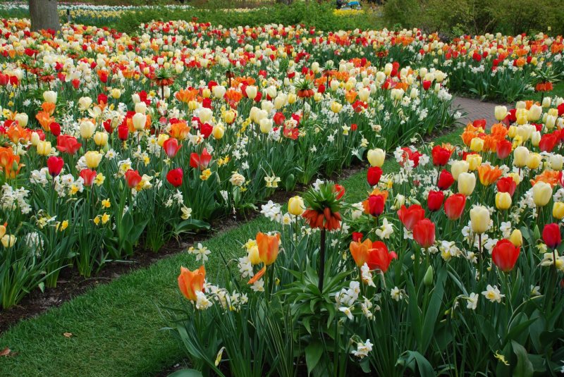 26-April-2012-Keukenhof-Gardens-Holland.-184