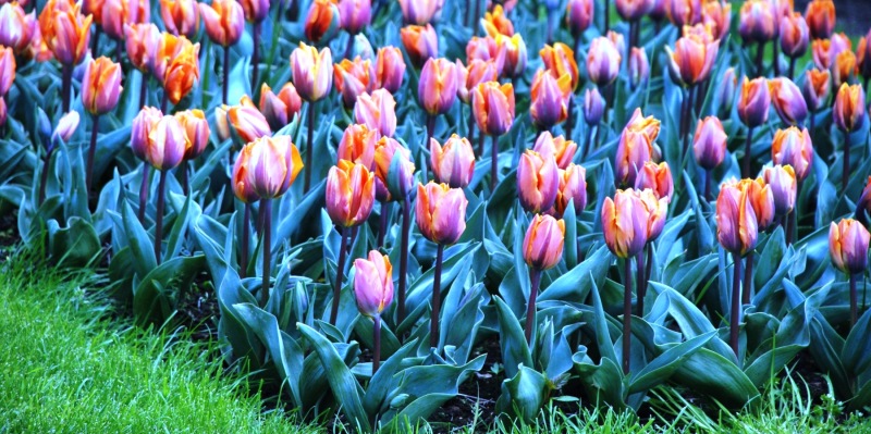 26-April-2012-Keukenhof-Gardens-Holland.-202